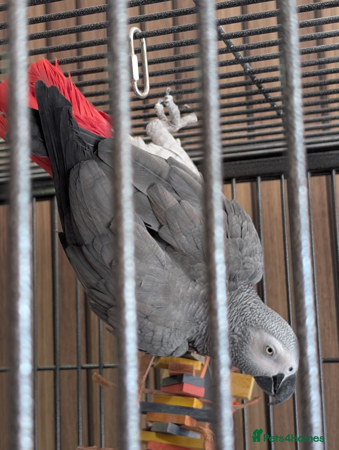 Parrots birds for sale: African Grey Parrot  - Image 1