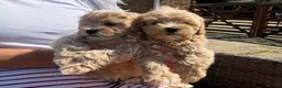 Maltipoo dogs for sale: Maltipoo puppies  - Advert 4