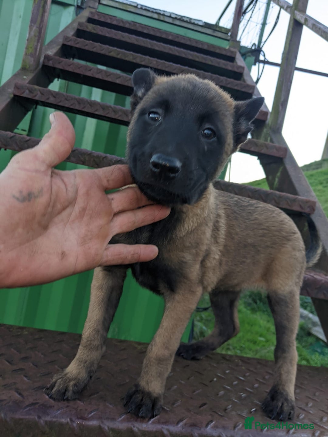 Belgian Shepherd Dog dogs for sale: Belgian Malinois - Advert 11