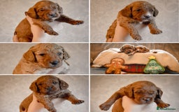 Cockapoo dogs for sale: Beautiful Cockapoo Puppies - Ready mid December - Image 1