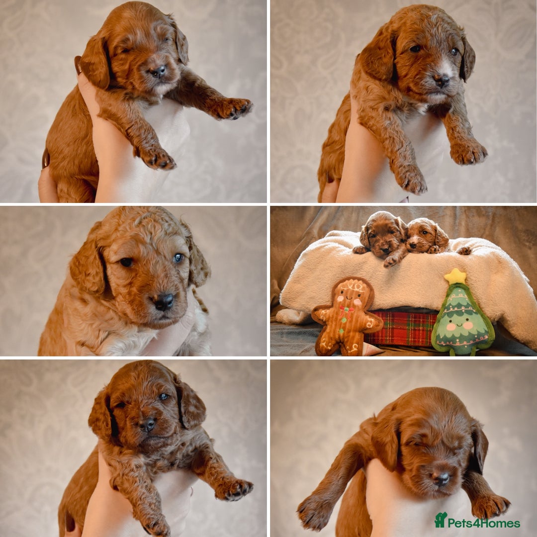 Cockapoo dogs for sale: Beautiful Cockapoo Puppies - Ready mid December - Image 1