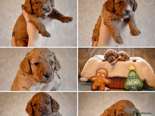Cockapoo dogs for sale - Advert 1