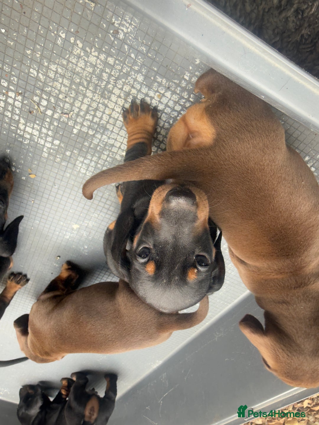 Dachshund dogs for sale: Dachshunds One male and one female black/tan  in Basildon - Image 10