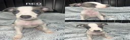 Whippet dogs for sale: BLUE KC WHIPPETS ready to leave now - Advert 5