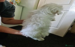 Bichon Frise dogs for sale: 2 Fluffy Bichon Frise puppies looking for a home! - Image 10