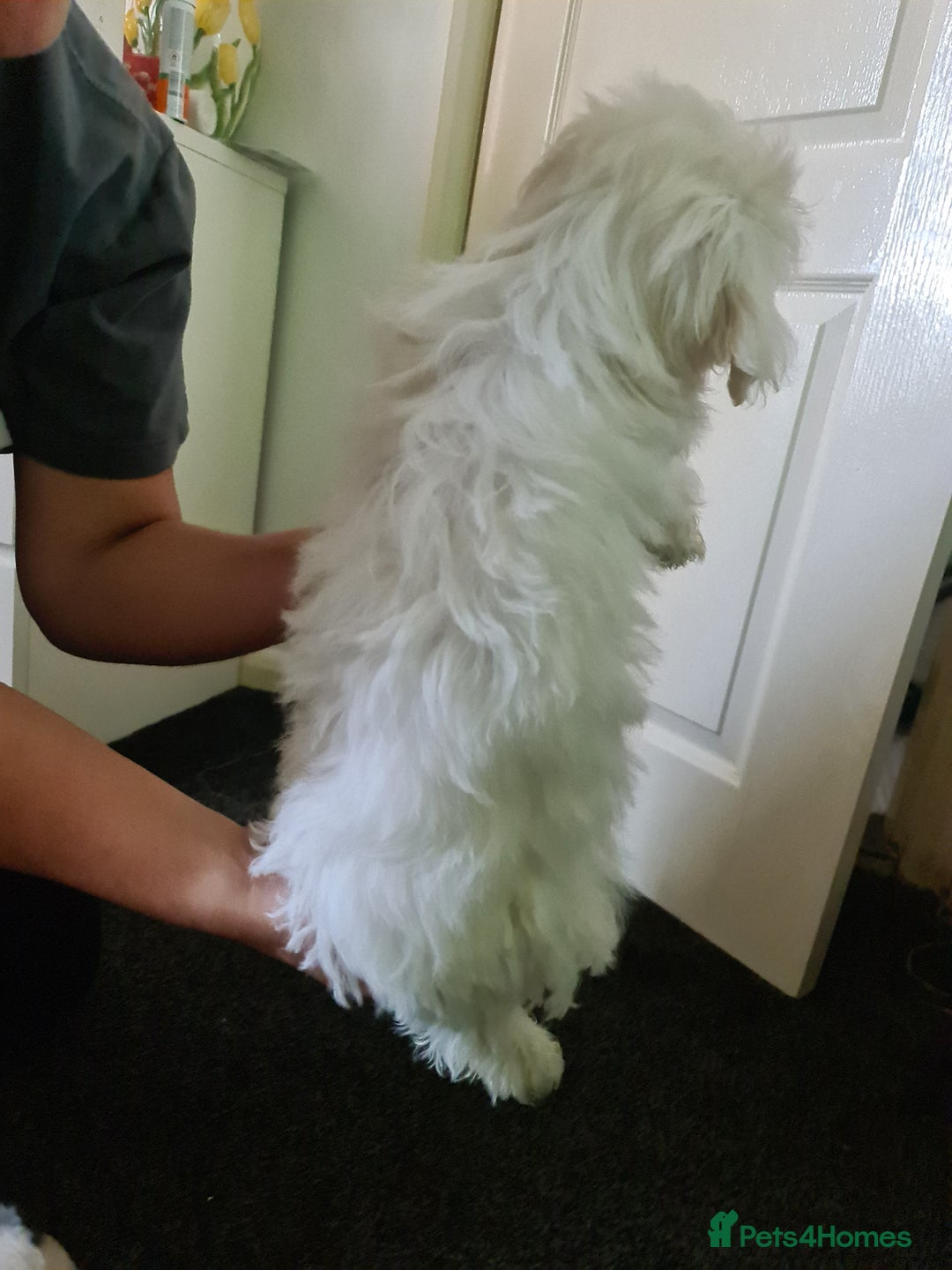 Bichon Frise dogs for sale: 2 Fluffy Bichon Frise puppies looking for a home! - Image 10
