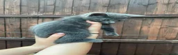 Mixed Breed cats for sale: Grey/black kittens looking for forever homes  - Advert 5
