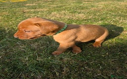 Labrador Retriever dogs for sale: KC Registered Fox Red Labrador Puppies - Image 9
