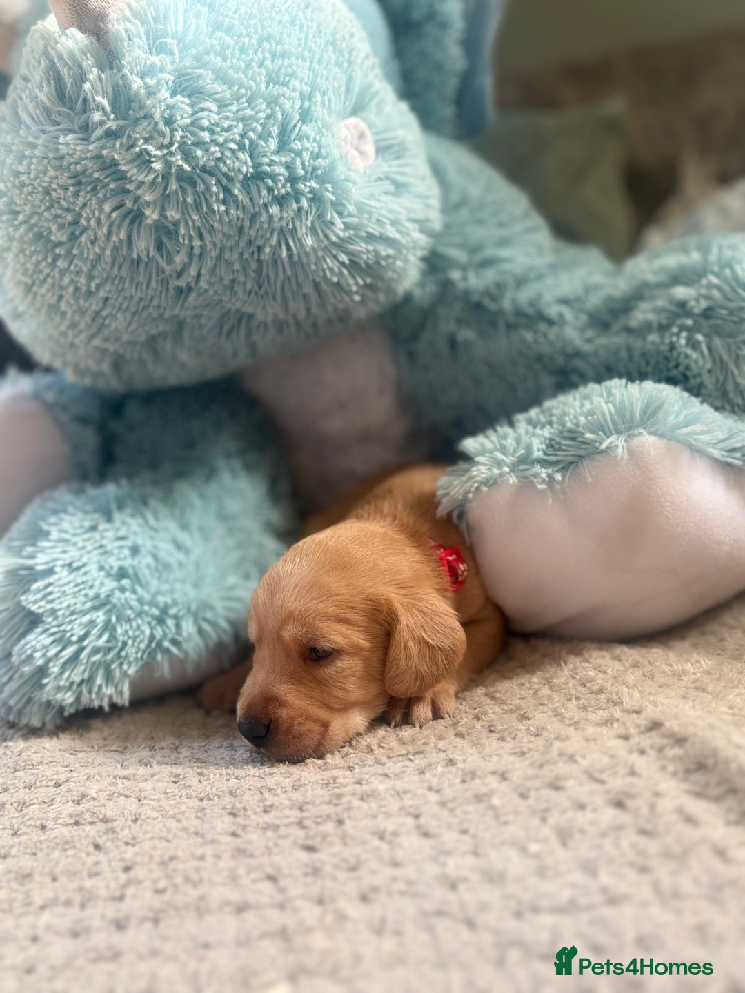 Cockerdor dogs for sale: 🐶Cockerdor Puppies 🐶 - Image 12