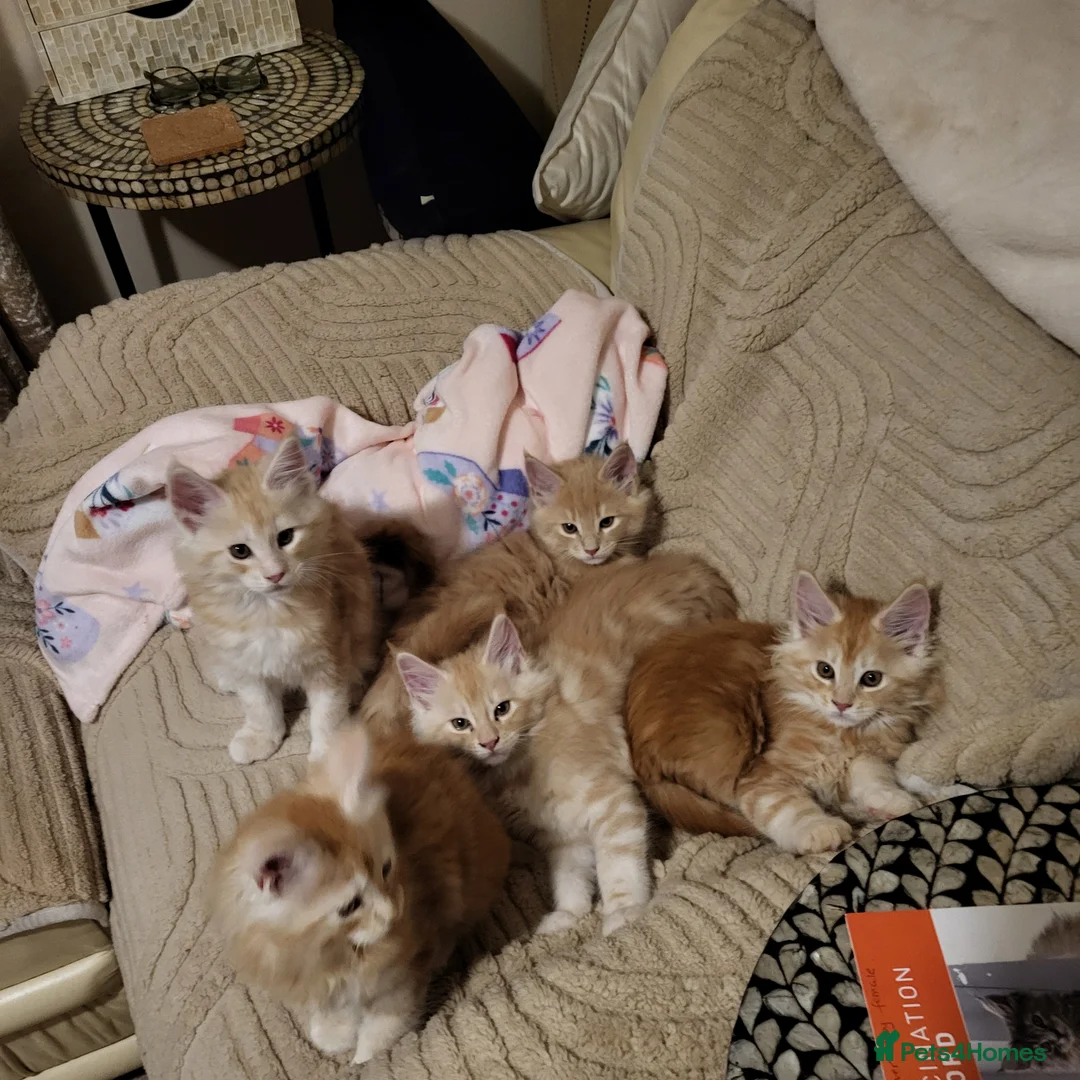 Maine Coon cats for sale:  Male Maine coon kittens for sale - Advert 2