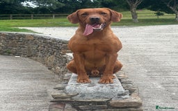 Labrador Retriever dogs for sale: KC reg health tested lab pups  - Image 3