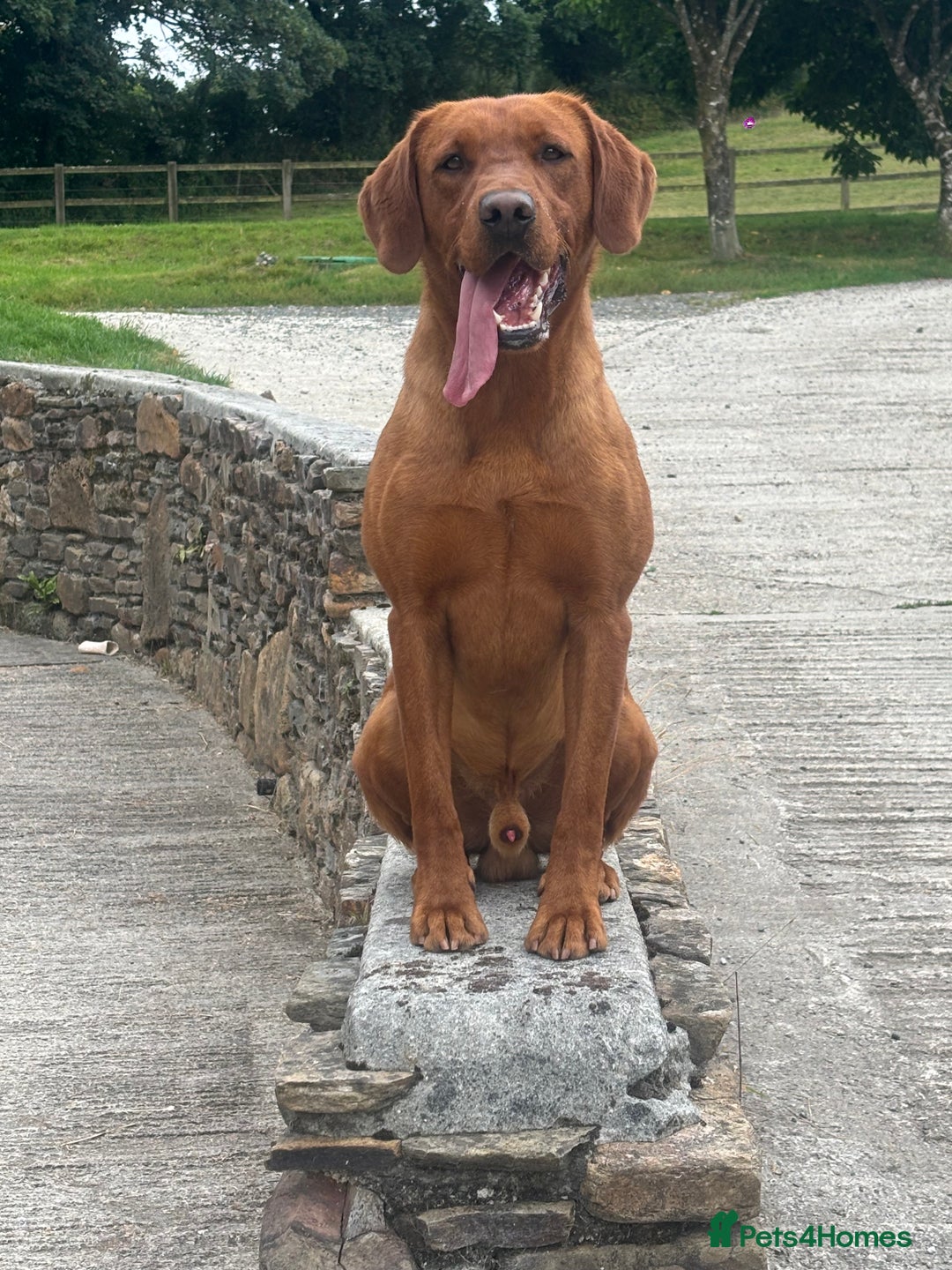 Labrador Retriever dogs for sale: KC reg health tested lab pups  - Image 3