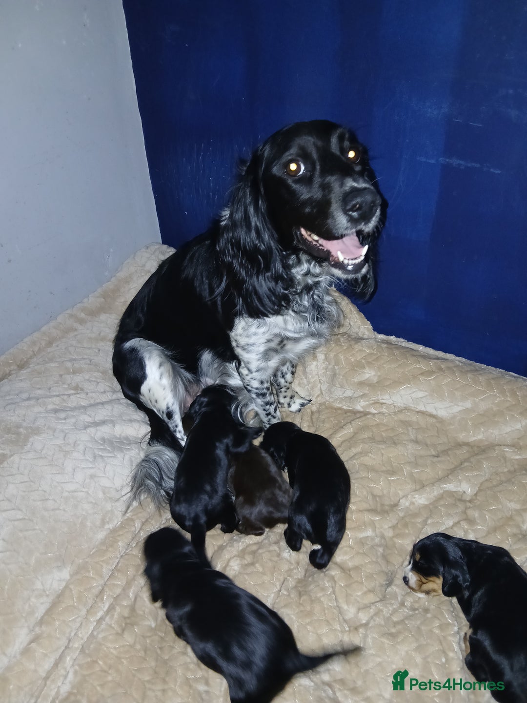 Sprocker dogs for sale: Beautiful sproker pups  - Image 6