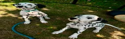Dalmatian dogs for sale: KC reg full hearing Dalmatian Puppies  - Advert 2