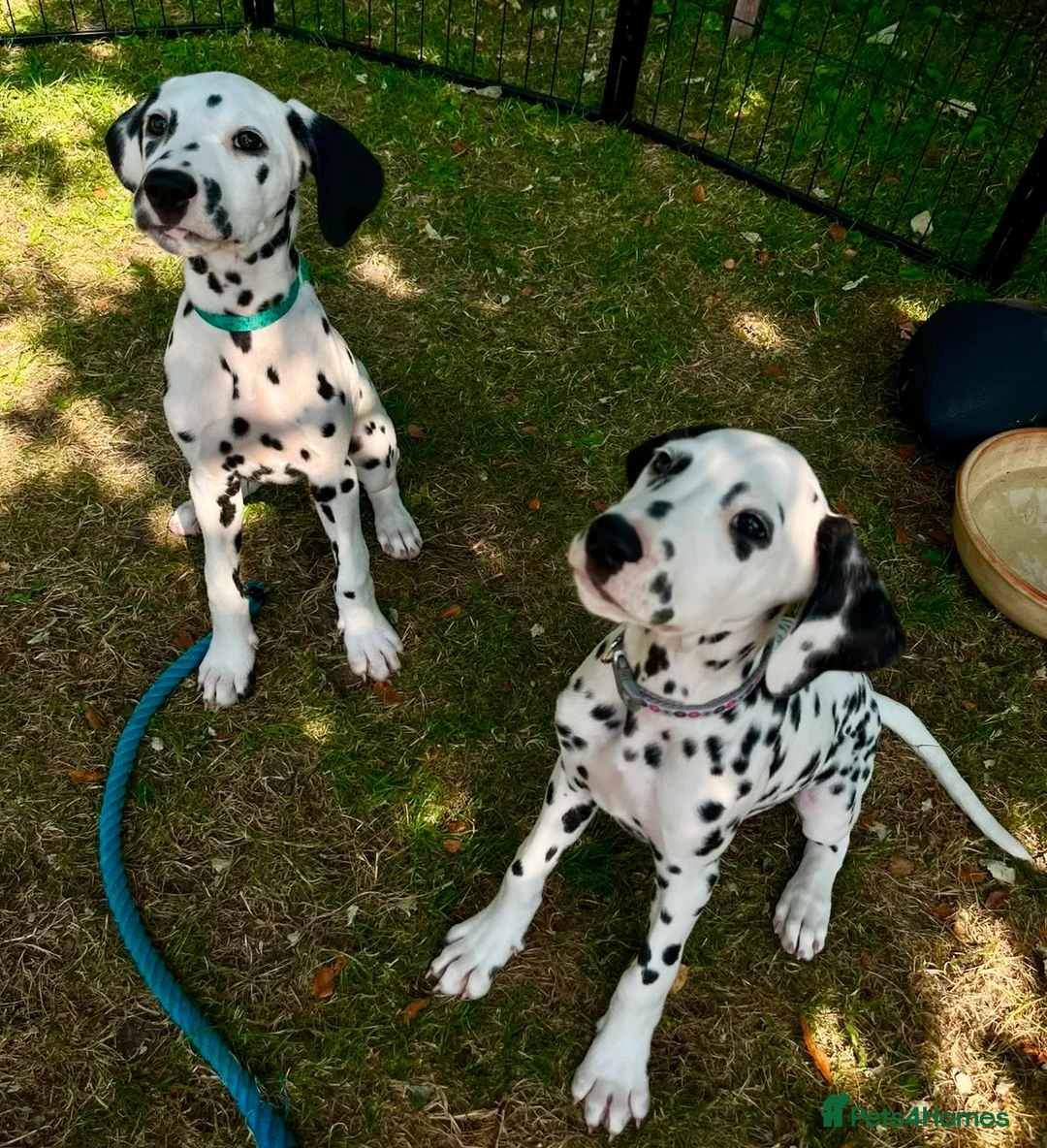 Dalmatian dogs for sale: KC reg full hearing Dalmatian Puppies  - Advert 2