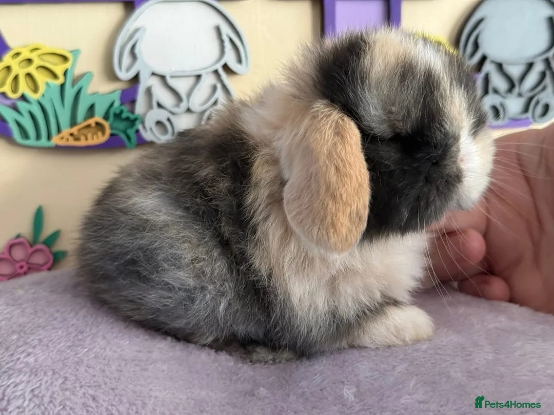 Mini Lop rabbits for sale: Blue eyed black Harli split buck - Advert 4
