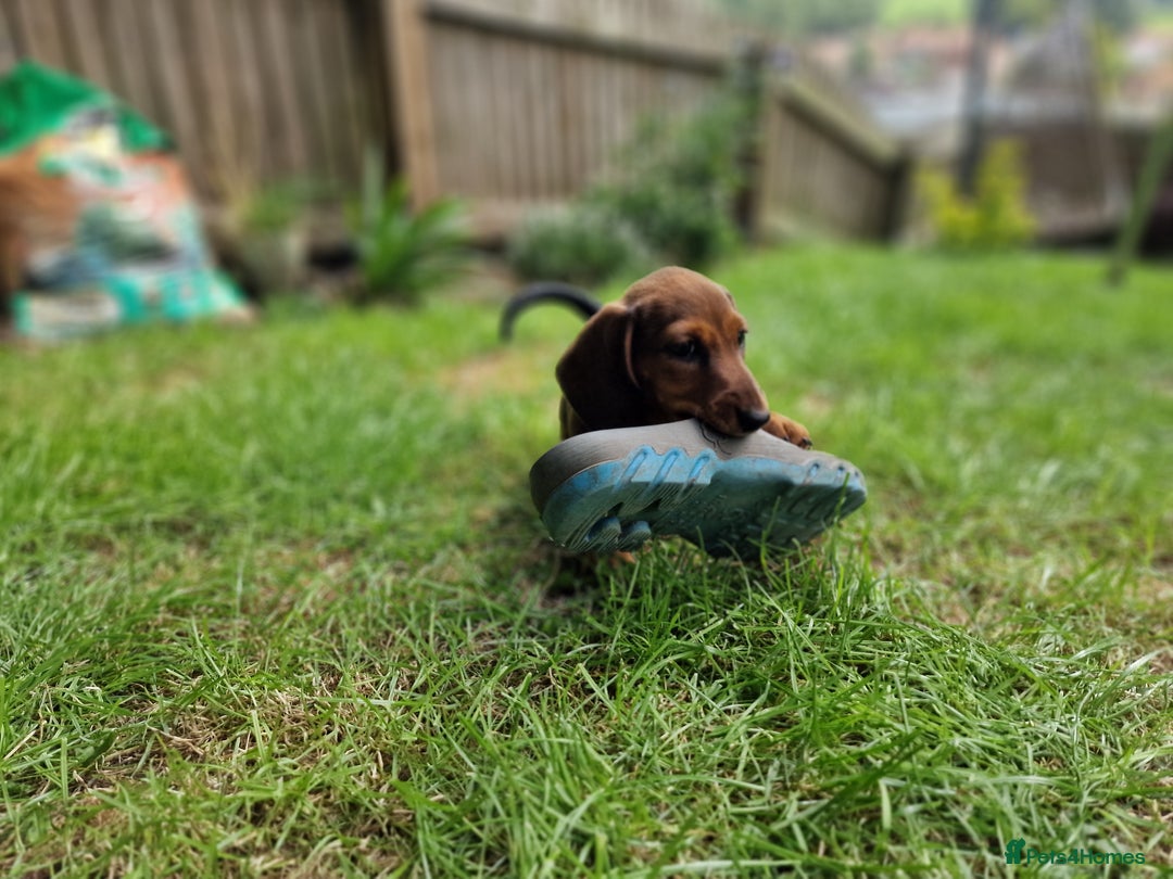 Dachshund dogs for sale: Champion sired, show quality miniature, ready now. - Image 15