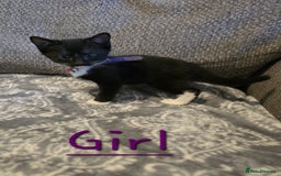 British Shorthair cats for sale: British Shorthair x Maine Coon  - Image 2