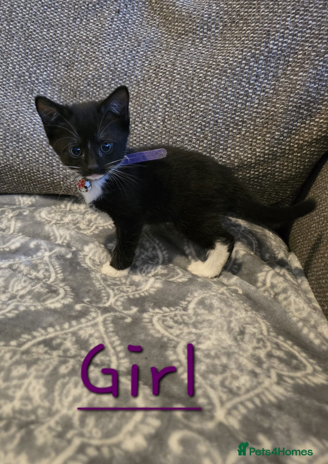 British Shorthair cats for sale: British Shorthair x Maine Coon  - Image 2