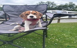 Beagle dogs for sale: Lexi  - Advert 12