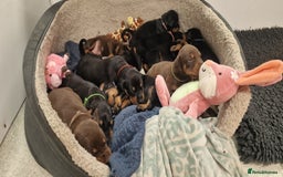 Dobermann dogs for sale: 3 Male Top Line Dobermans - Image 15