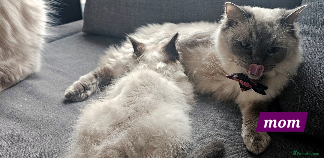 Ragdoll cats for sale: Ragdoll kitten purebred chocolate point LAST GIRL - Advert 2