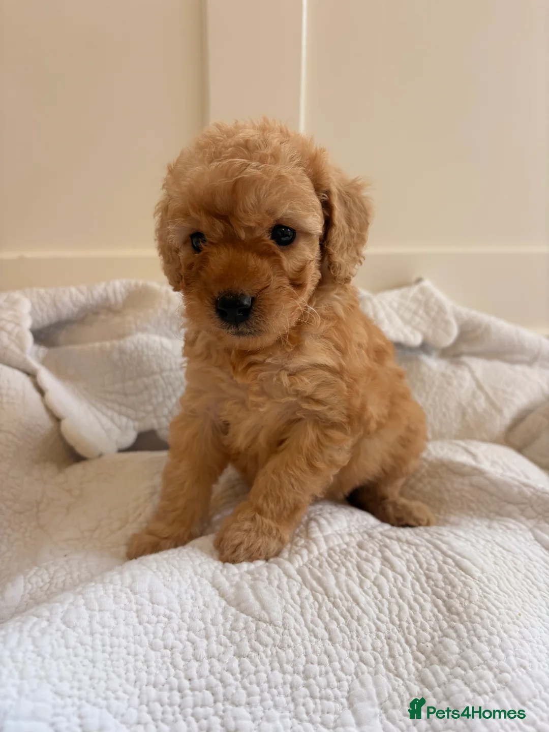 Labradoodle dogs for sale: LICENSED BREEDER QUALITY MINI LABRADOODLES - Advert 8