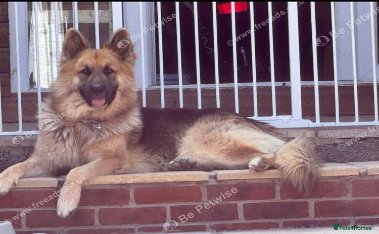 German Shepherd dogs Beautiful German Shepherd stud  - Advert 2