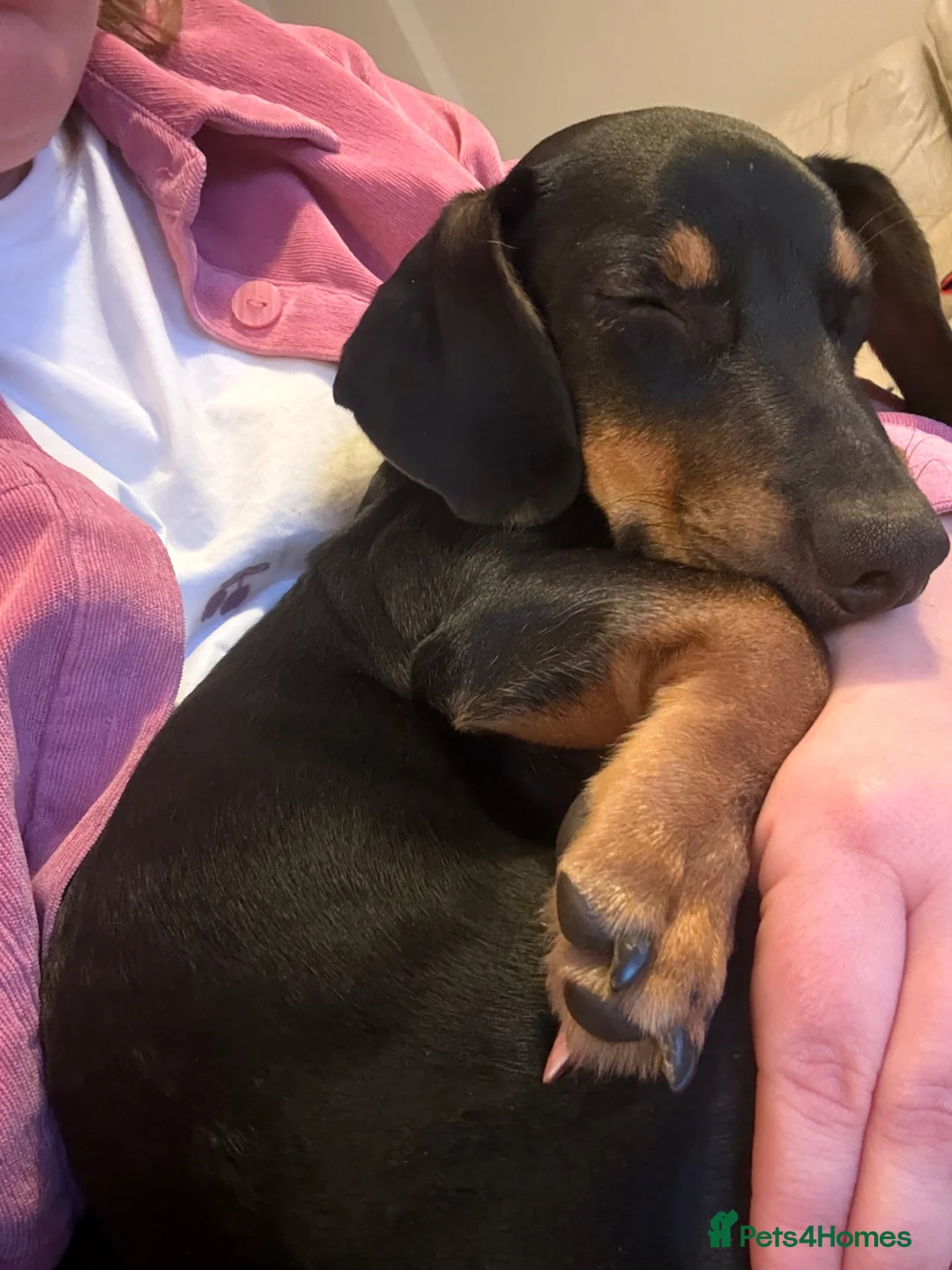 Jackshund dogs for sale: 8 month old dachshund x jack russell for rehoming  in London - Advert 5