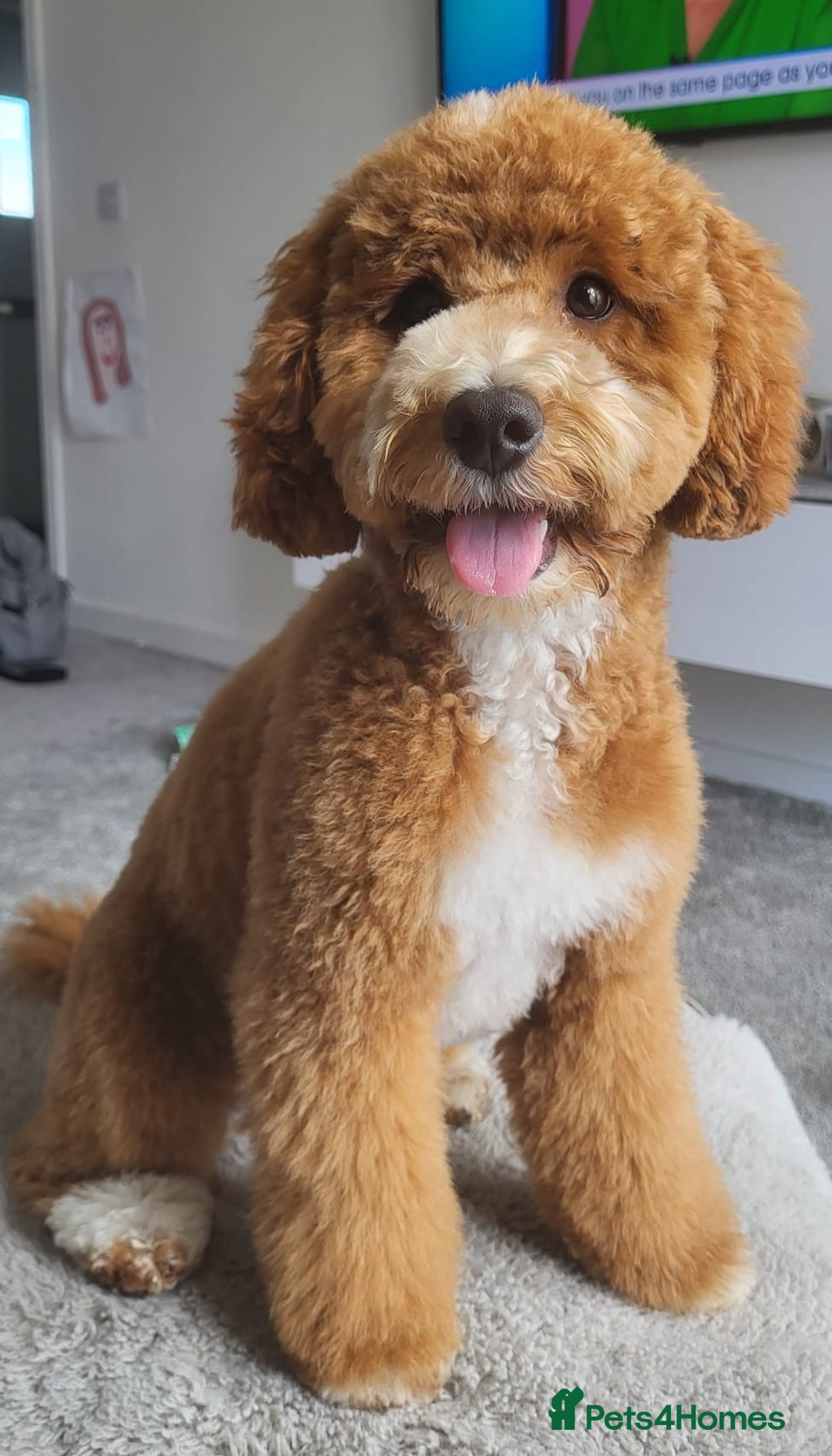 Cockapoo dogs for sale: Miniature Cockapoo Puppies – Due January 2026 - Advert 3