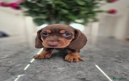 Dachshund dogs for sale: READY TO LEAVE Miniature dachshund puppies PRA CLR - Image 5
