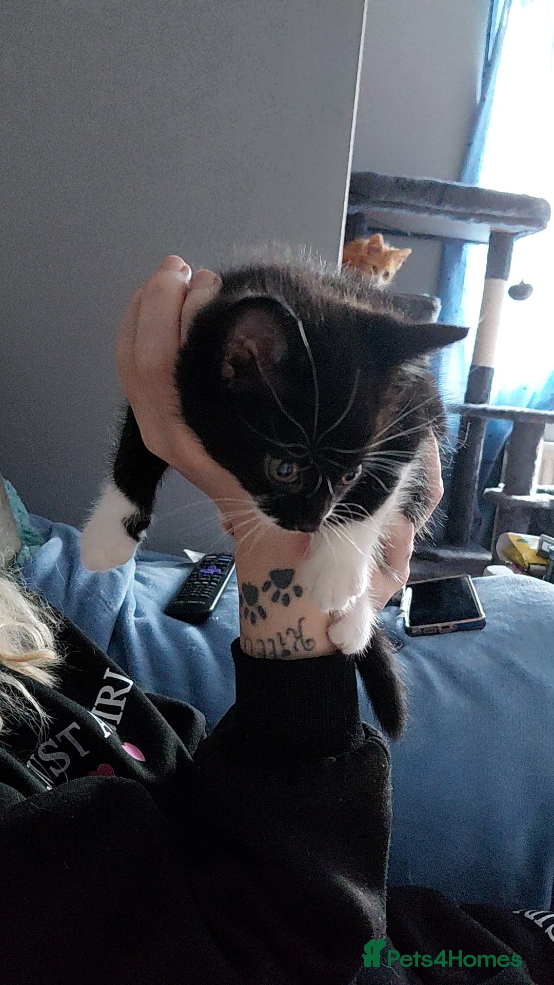 Mixed Breed cats for sale: Female kitten - Image 19