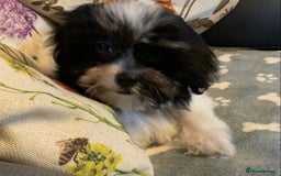 Maltese dogs for sale: Adorable little Maltese puppies  - Image 25