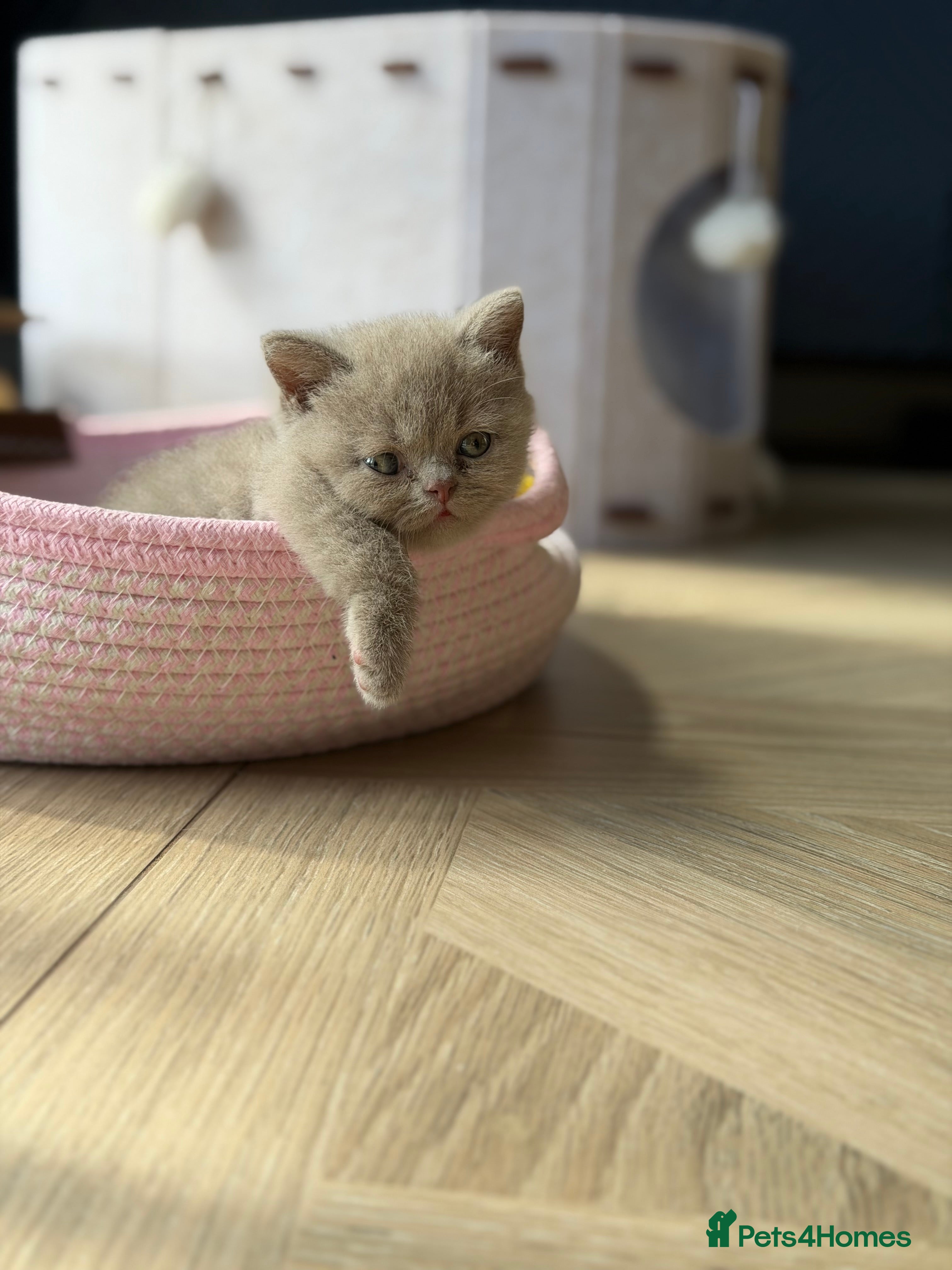 British Shorthair cats Adorable GCCF BSH Girls Looking for Loving Homes - Advert 1