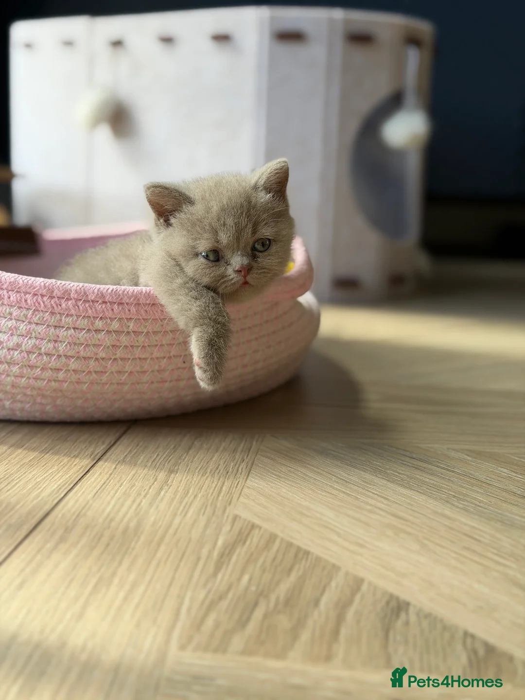 British Shorthair cats for sale: Adorable GCCF BSH Girls Looking for Loving Homes - Advert 1