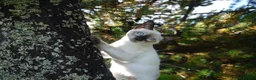 Siamese cats for sale: Adorable Siamese Kittens in Inverness - Advert 20