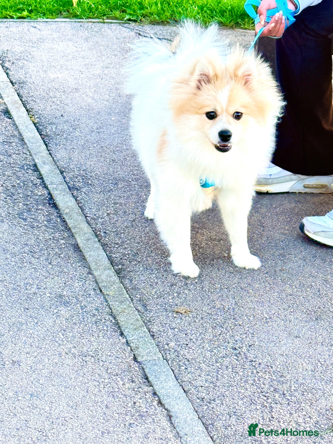 Pomeranian dogs for sale: 🐶 🐾  Adorable Purebred Pomeranian Boy  🐾  🐶 - Image 5