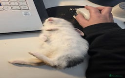 Mixed Breed rabbits for sale: Beautiful hand reared rabbit  - Advert 5