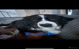 Bernese Mountain Dog dogs for sale: Bernese Mountain Dog Puppies - Image 9