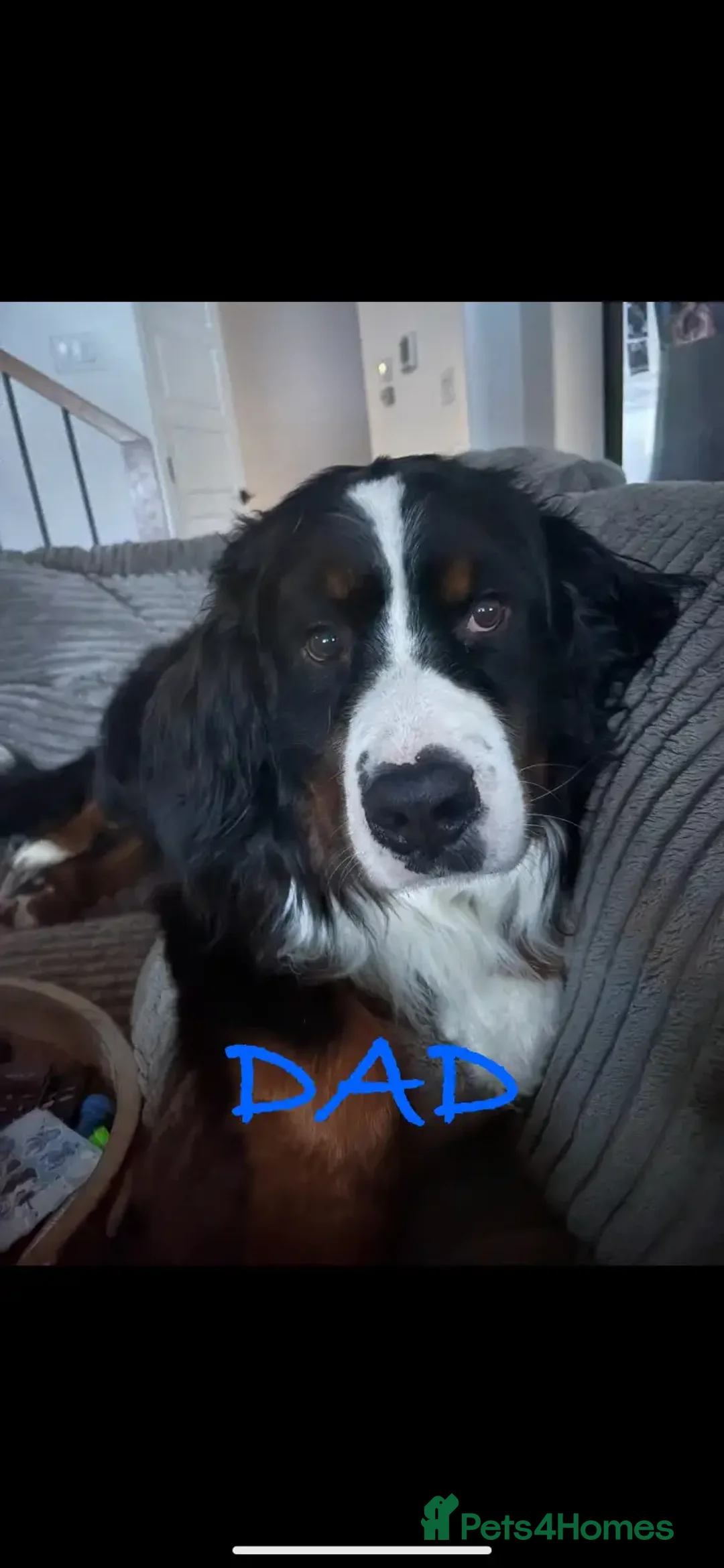 Bernese Mountain Dog dogs for sale: Bernese Mountain Dog Puppies - Image 9