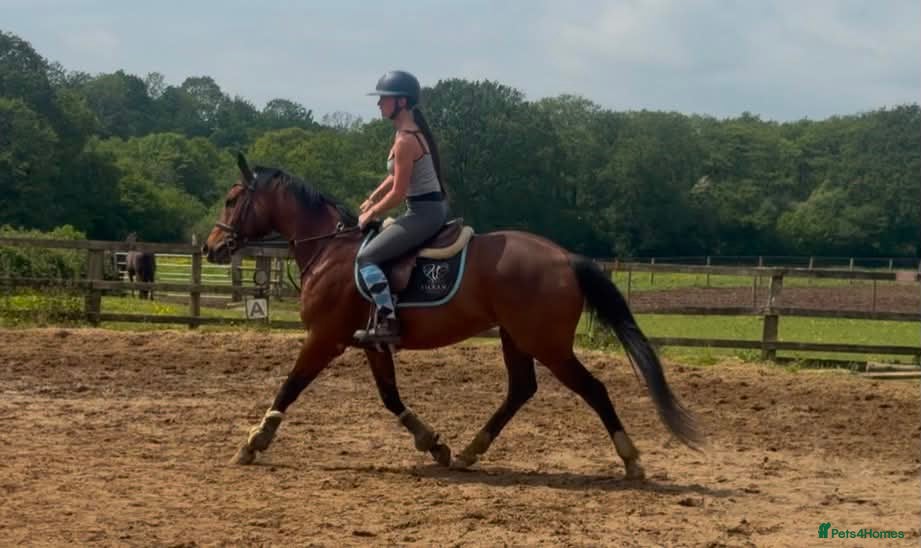 Irish Thoroughbred horses Fanta ! Looking for a new best friend to have fun  - Advert 1