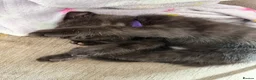 Mixed Breed cats for sale: One little kitten left  - Advert 8