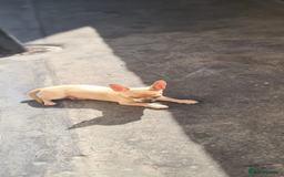 Chihuahua dogs for sale: KC registered xsmall male chihuahua for sale - Image 1