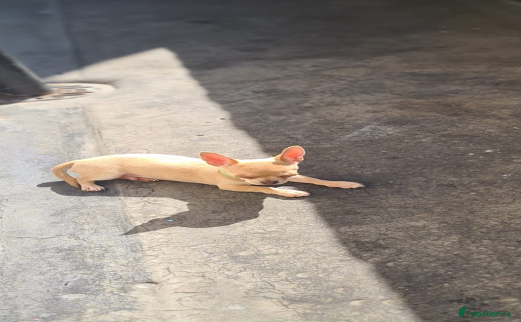 Chihuahua dogs - Advert 2