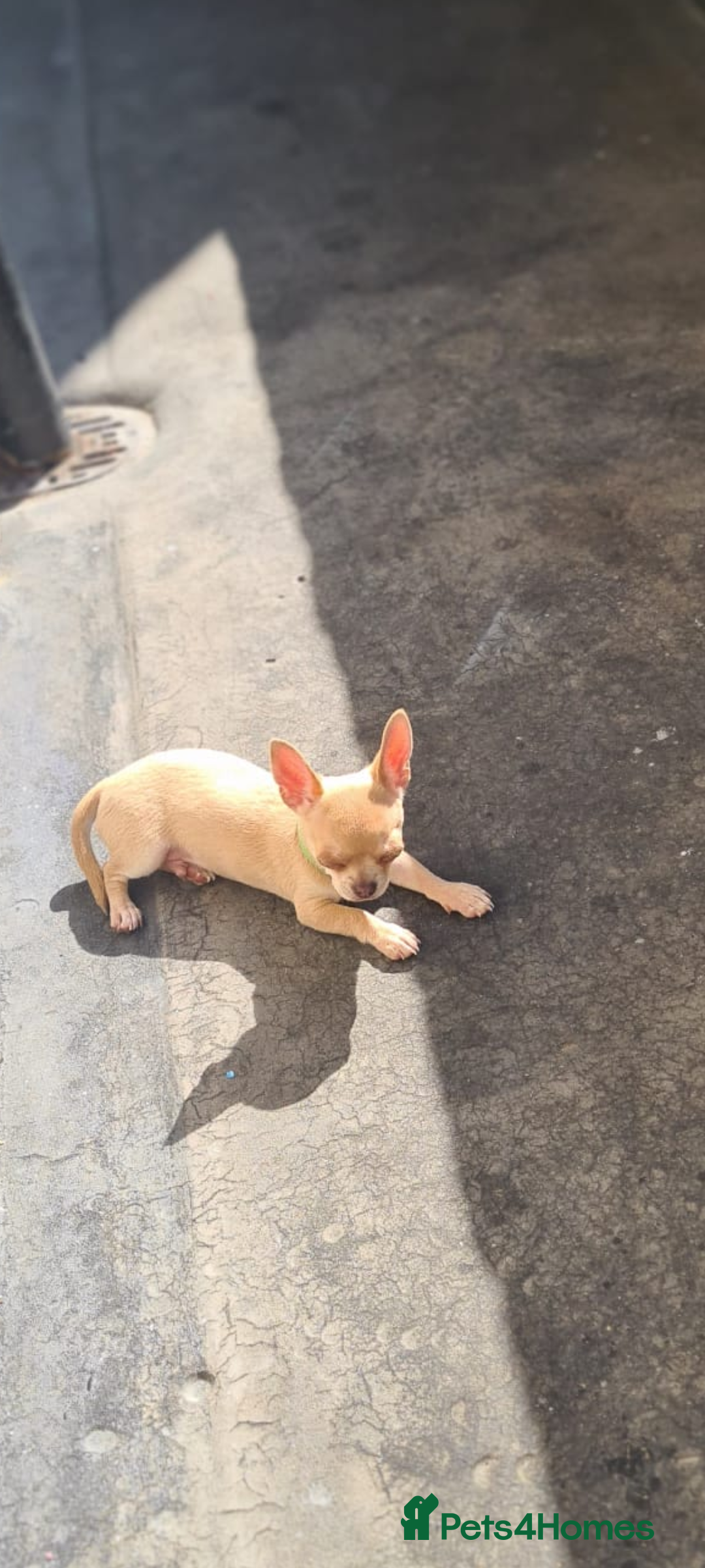 Chihuahua dogs for sale: KC registered xsmall male chihuahua for sale - Image 1