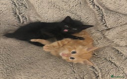 Mixed Breed cats for sale: beautiful kittens for sale - Image 5