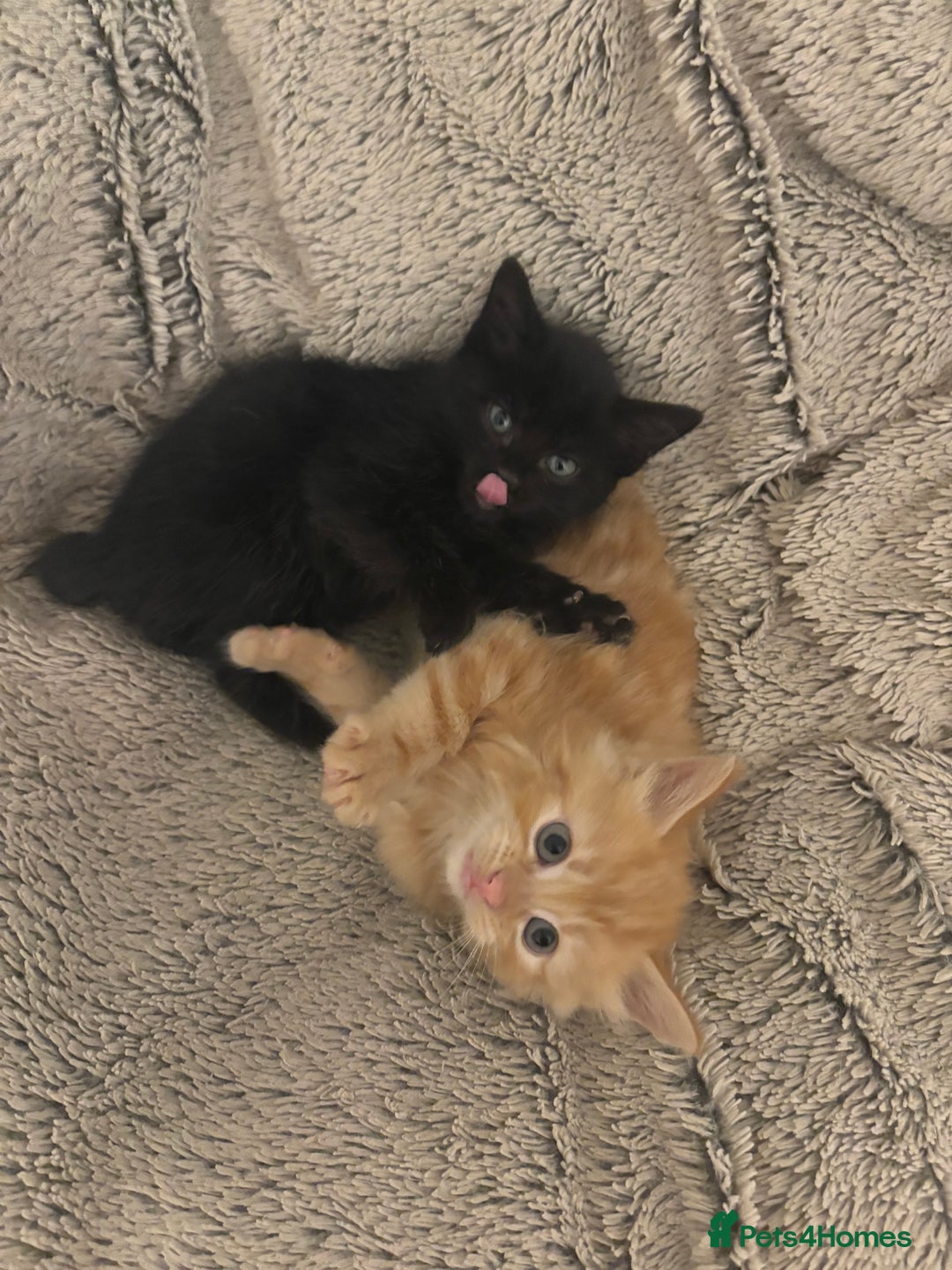 Mixed Breed cats for sale: beautiful kittens for sale - Image 5