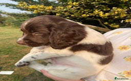 English Springer Spaniel dogs for sale: English Springer Spaniel Puppies - Image 13