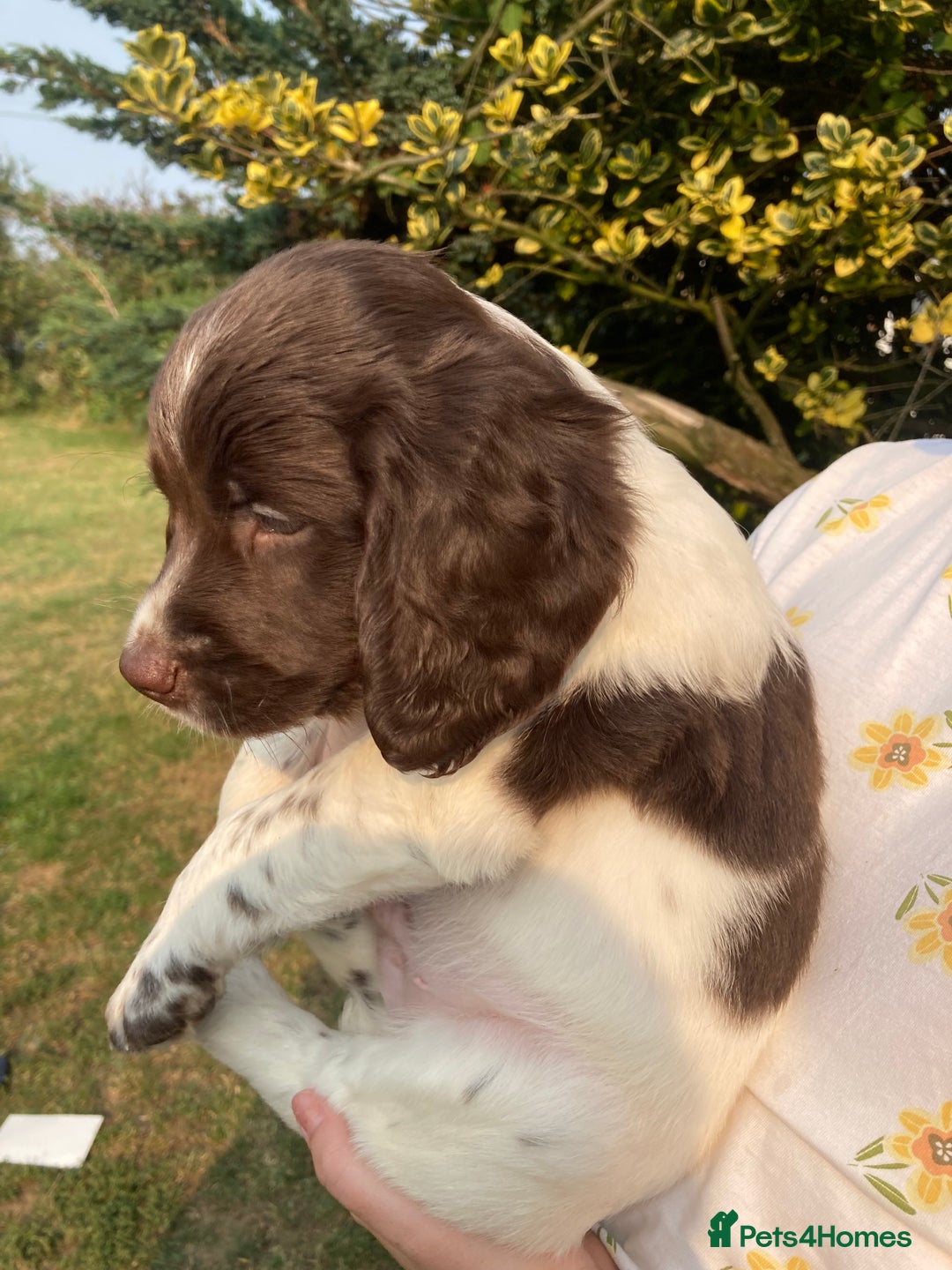 English Springer Spaniel dogs for sale: English Springer Spaniel Puppies - Image 13