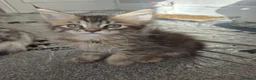 Maine Coon cats for sale: Maine Coon Kittens ready for there forever homes  - Advert 21
